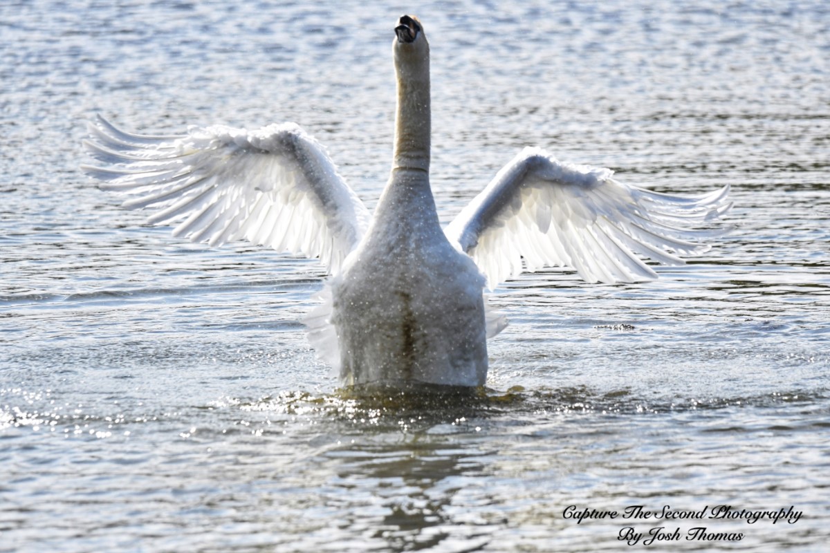 Hug From A Distance ~ Photo Credit Josh Thomas