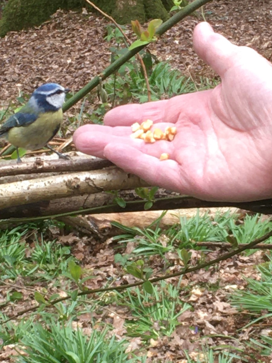 Hungry Little Bird! Alverstone ~ Photo Credit Helen Watson