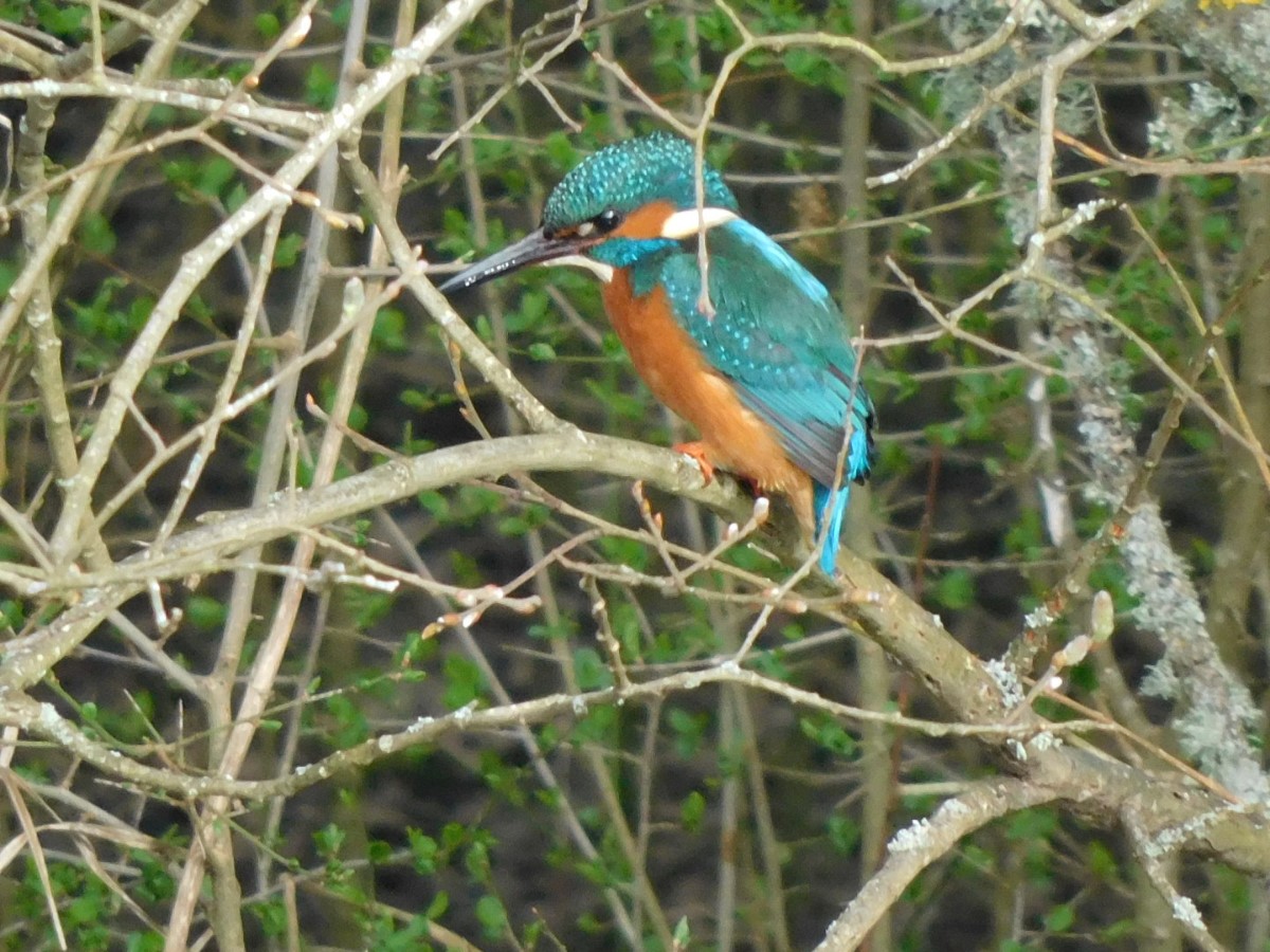 Kingfisher Newport ~ Photo Credit Andrew Richardson
