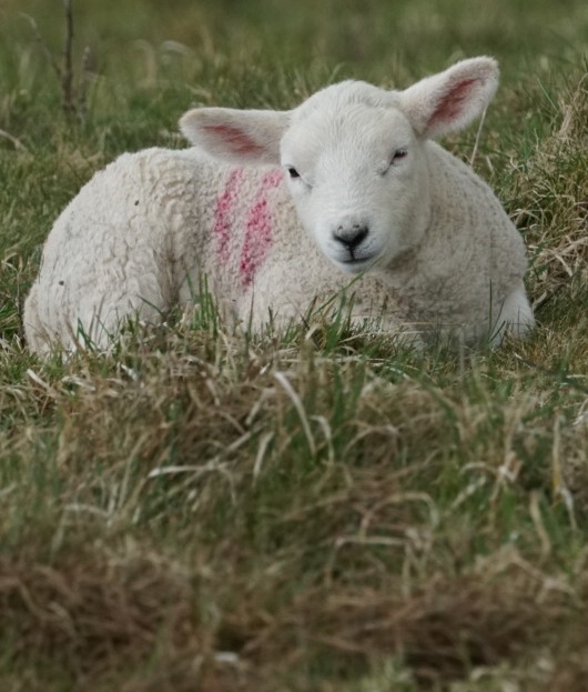 Lamb ~ Photo Credit Jane Holland
