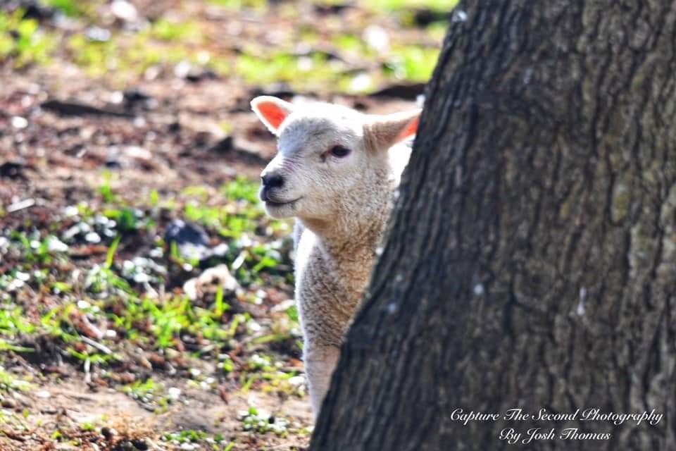 Little Bo Peep ~ Photo Credit Josh Thomas Capture The Second Photography