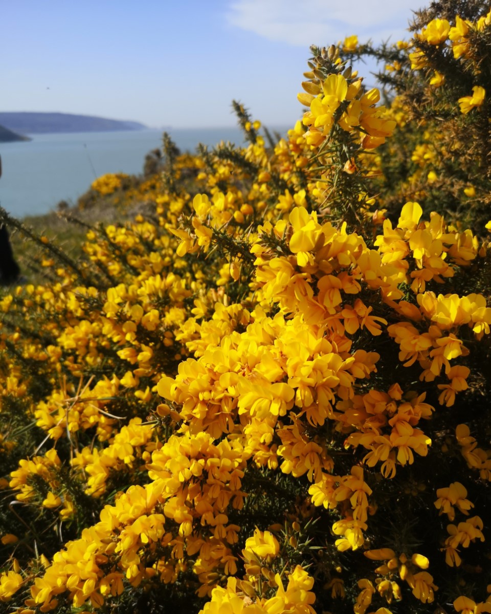 Looking West. The Beautiful Vibrant Yellow Of The Gorse Makes Everything Look So Spring Like. Brambles Chine ~ Photo Credit Lynda Chandler