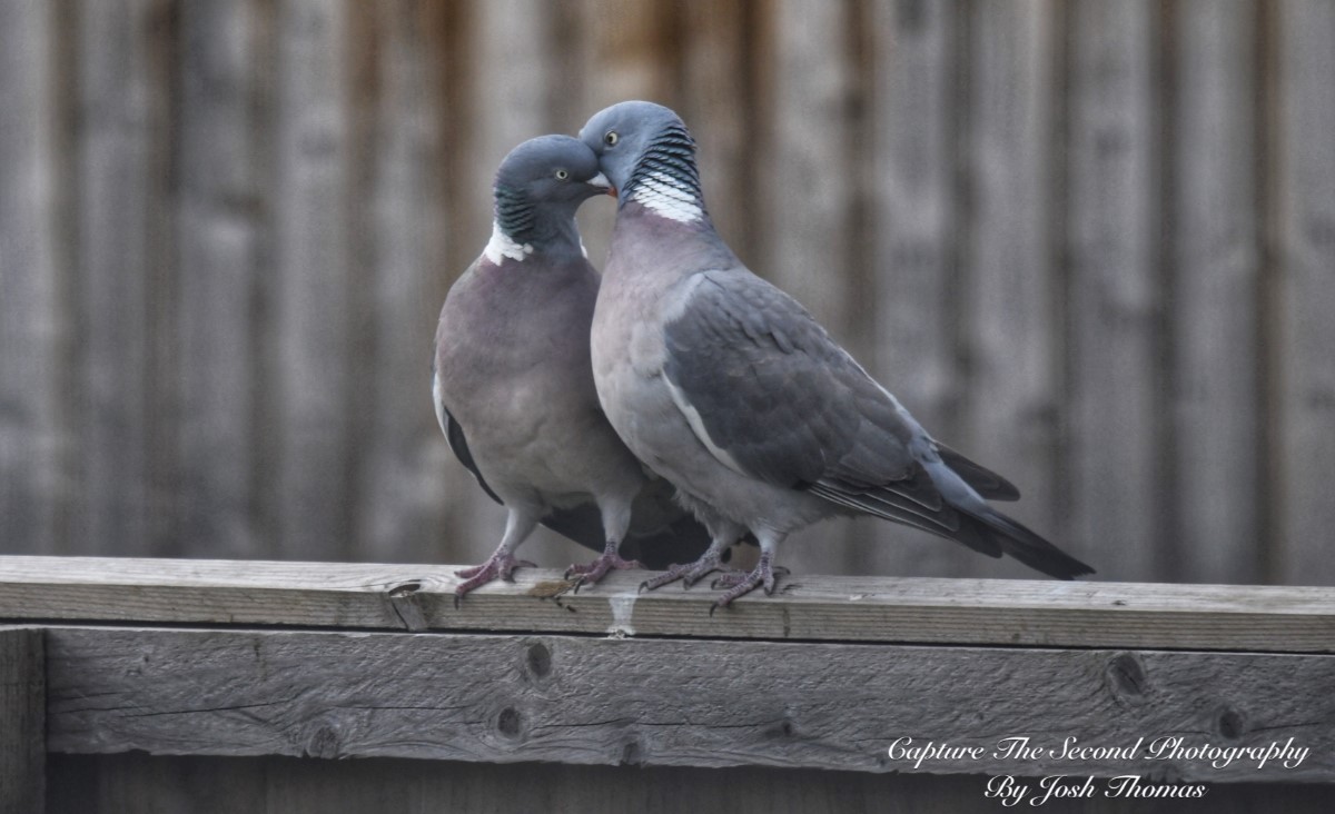 Love Birds ~ Photo Credit Josh Thomas