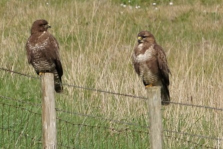 Pair Of Buzzards ~ Photo Credit Jane Holland