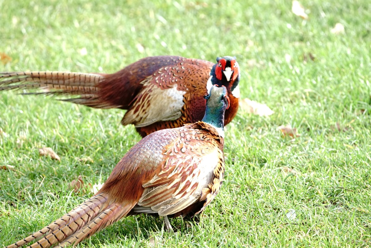 Pheasent Duo ~ Photo Credit Jane Holland