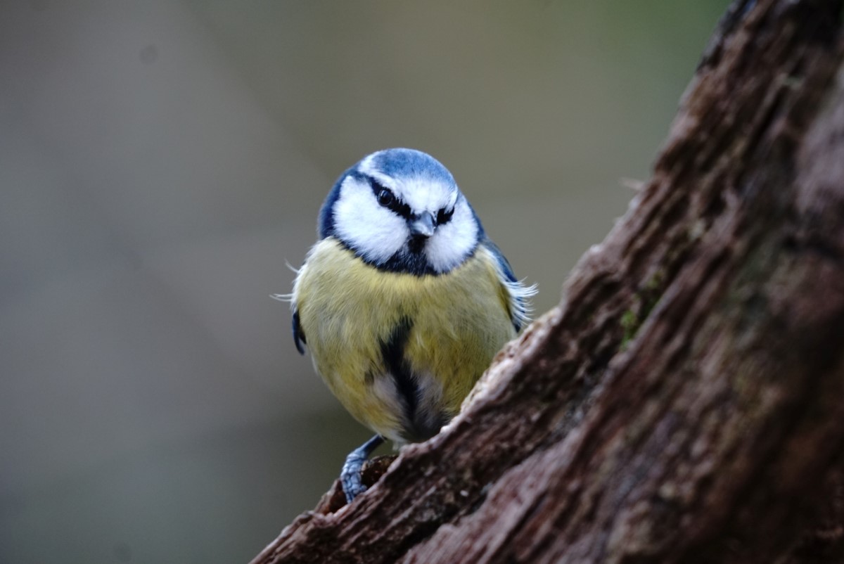 Photo Credit Jane Holland