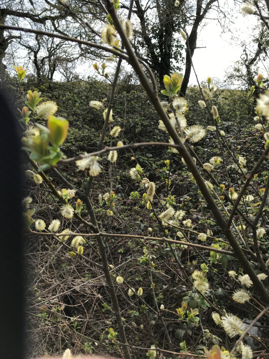 Pussy Willow At Helens ~ Photo Credit Roz Parsons
