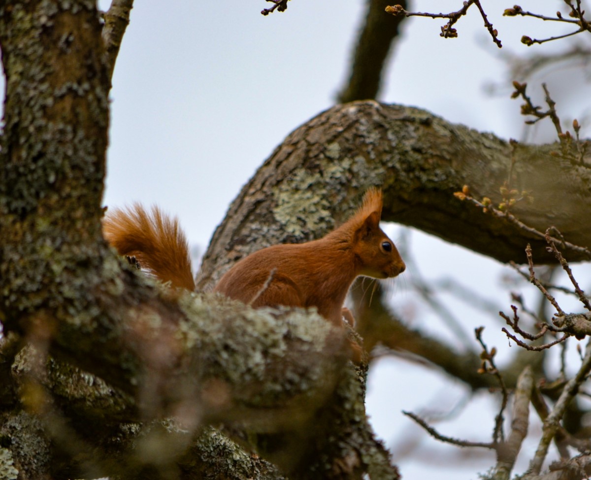 Red Squirrel At Pig Leg Lane Pig Leg Lane Ryde ~ Photo Credit James Pilbeam