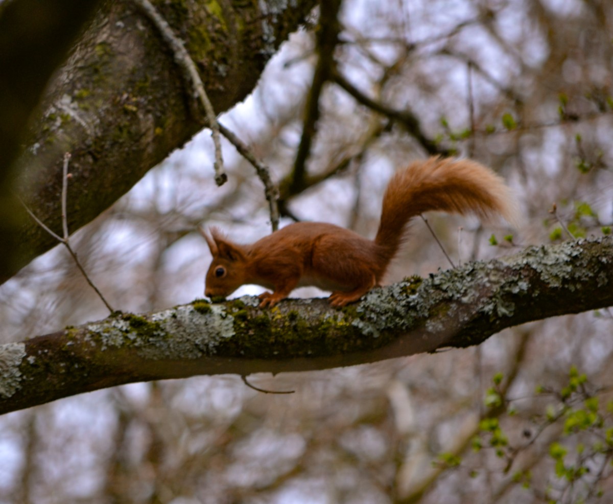 Red Squirrel At Pig Leg Lane Pig Leg Lane Ryde ~ Photo Credit James Pilbeam 2