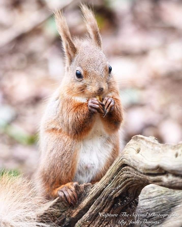 Red Squirrel Enjoying A Walnut ~ Photo Credit Josh Thomas Capture The Second Photography