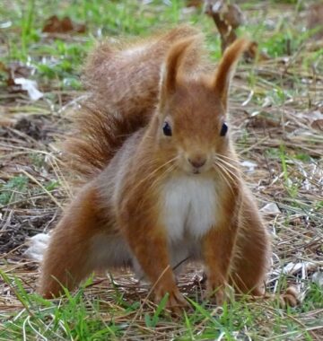 Red Squirrel ~ Photo Credit Jane Holland