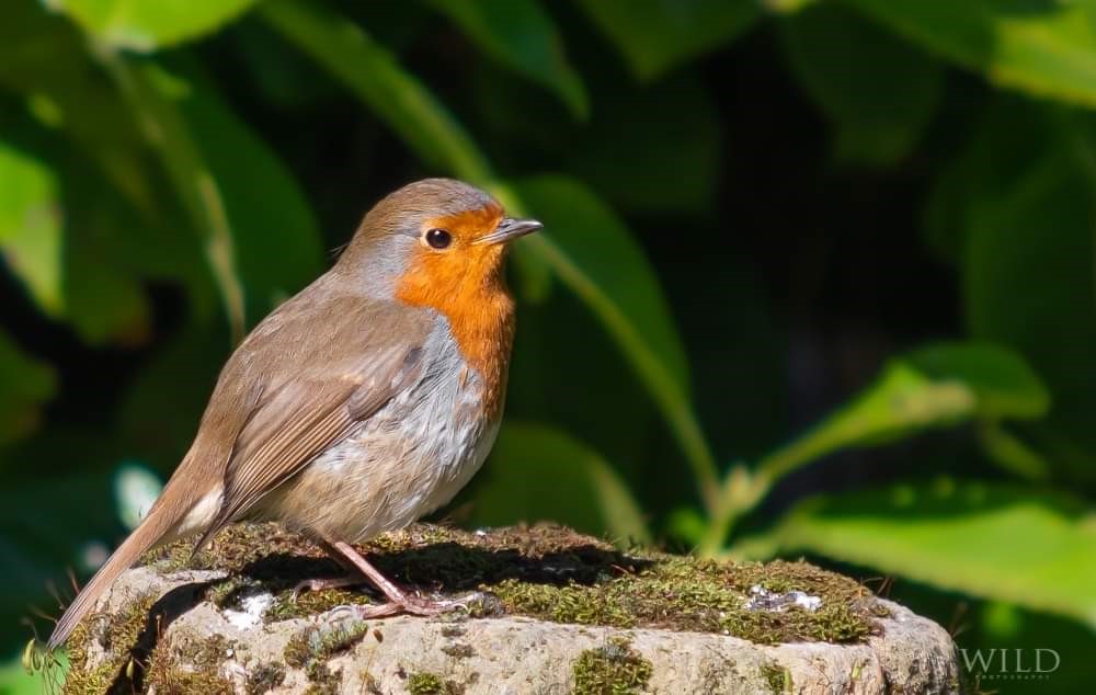 Robin Arreton Barns ~ Photo Credit Amy