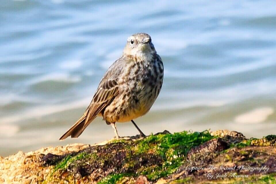 Rock Pipit ~ Photo Credit Josh Thomas Capture The Second Photography