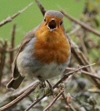 Singing Robin ~ Photo Credit Jane Holland