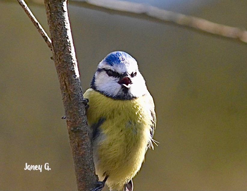 Singing Blue Tit Alvestone ~ Photo Credit Jane Grewcock