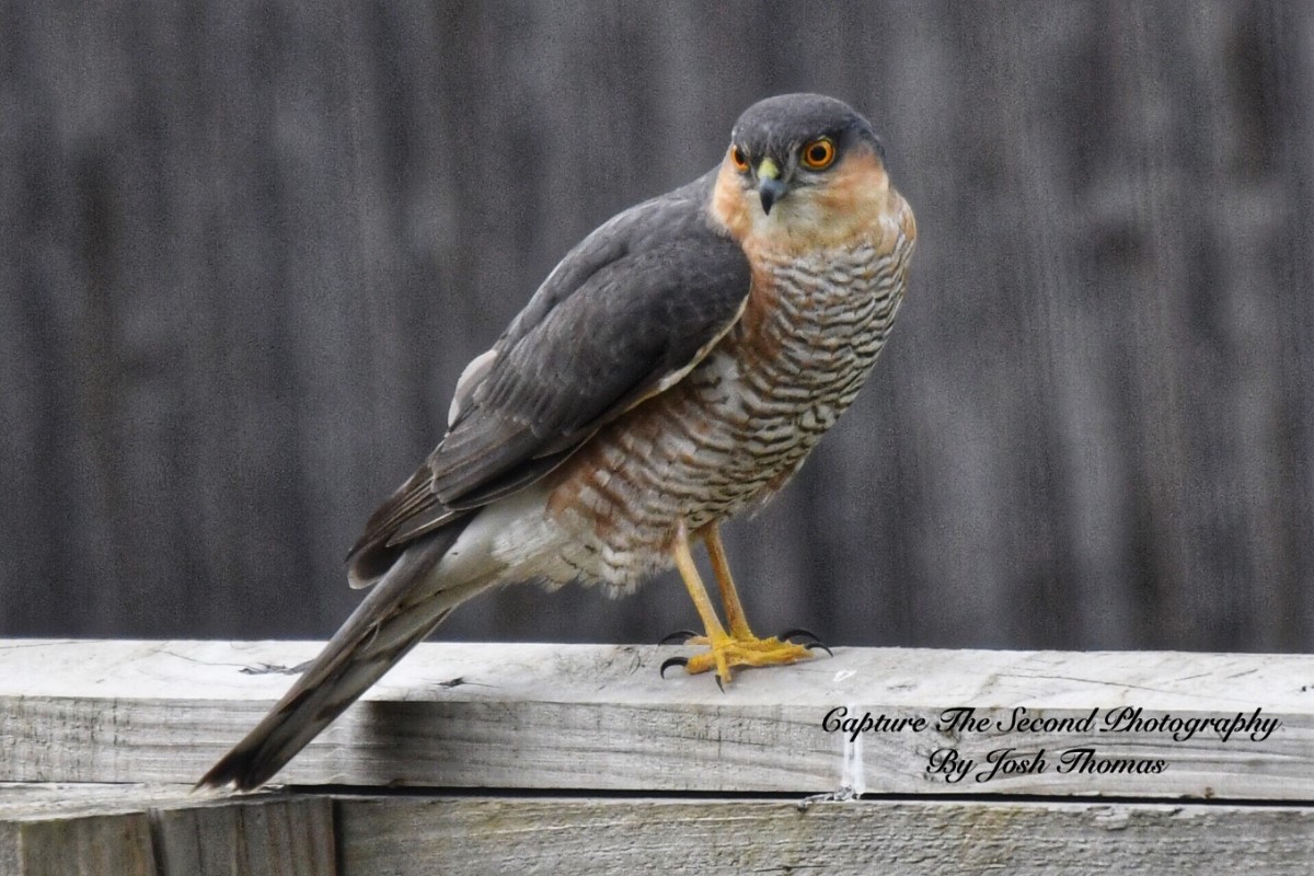 Sparrowhawk On My Garden Fence ~ Photo Credit Josh Thomas