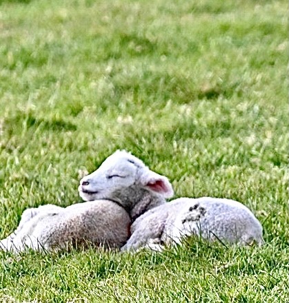 Spring Lambs Having A Snooze Ashey ~ Photo Credit Jane Grewcock