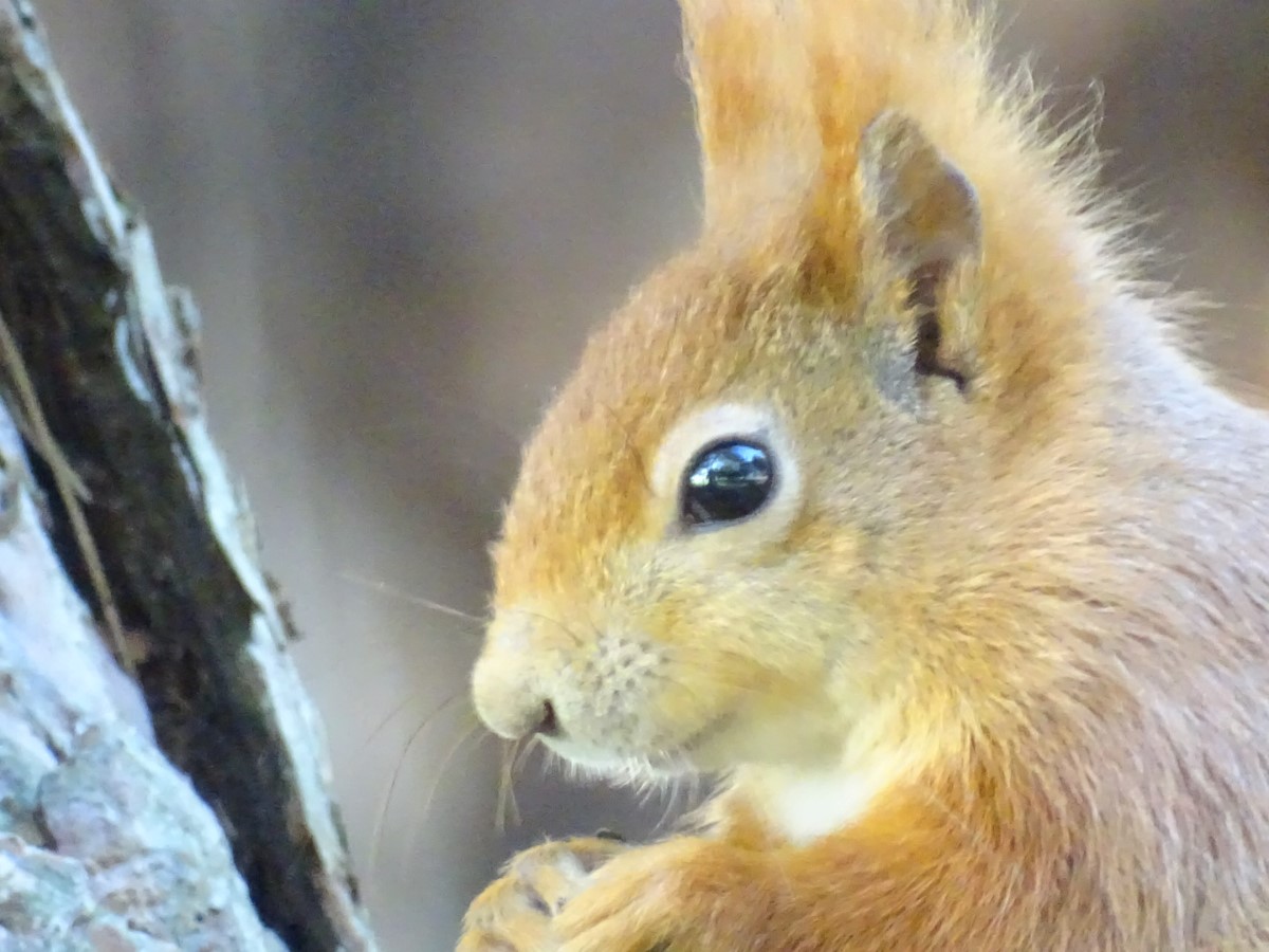 Squirrel ~ Photo Credit Jane Holland