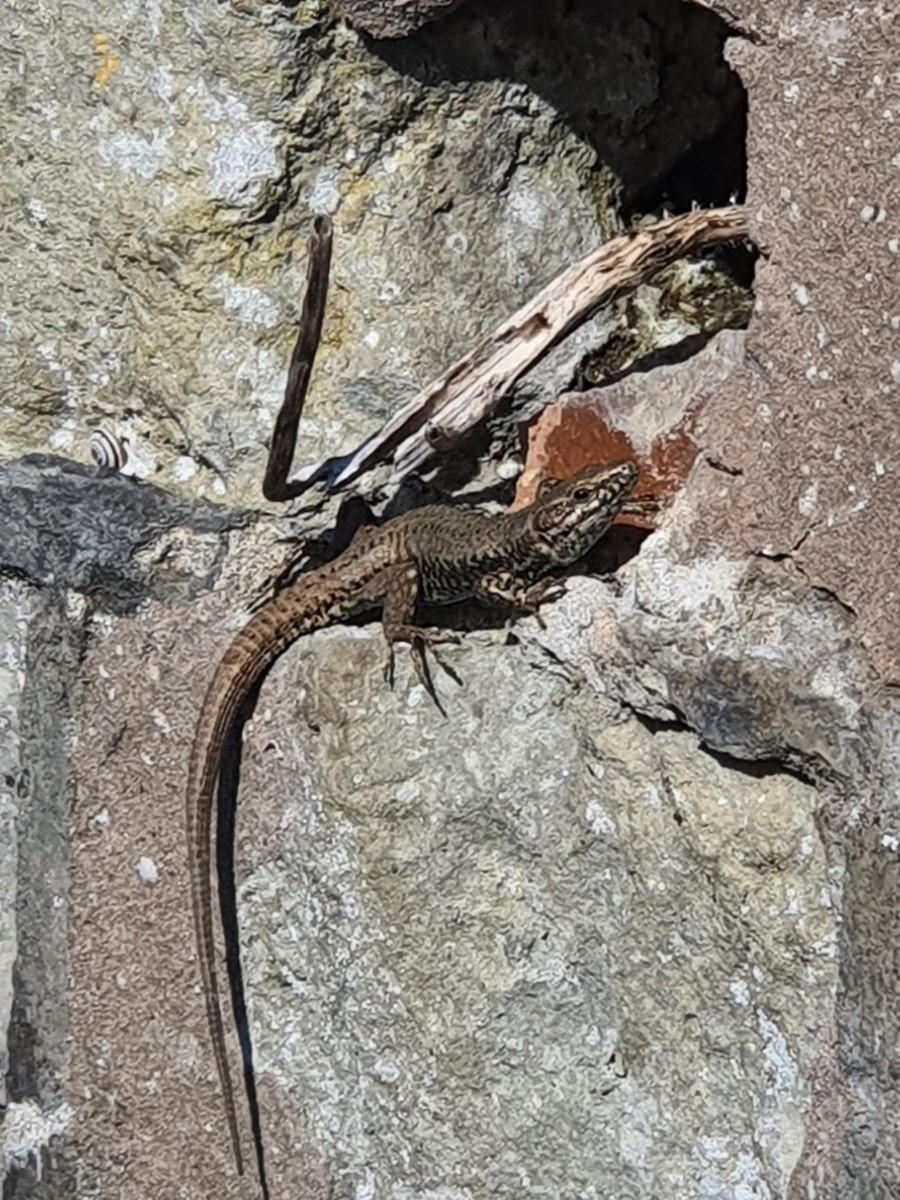 Sunbathing Lizard Ventnor ~ Photo Credit Ross Law