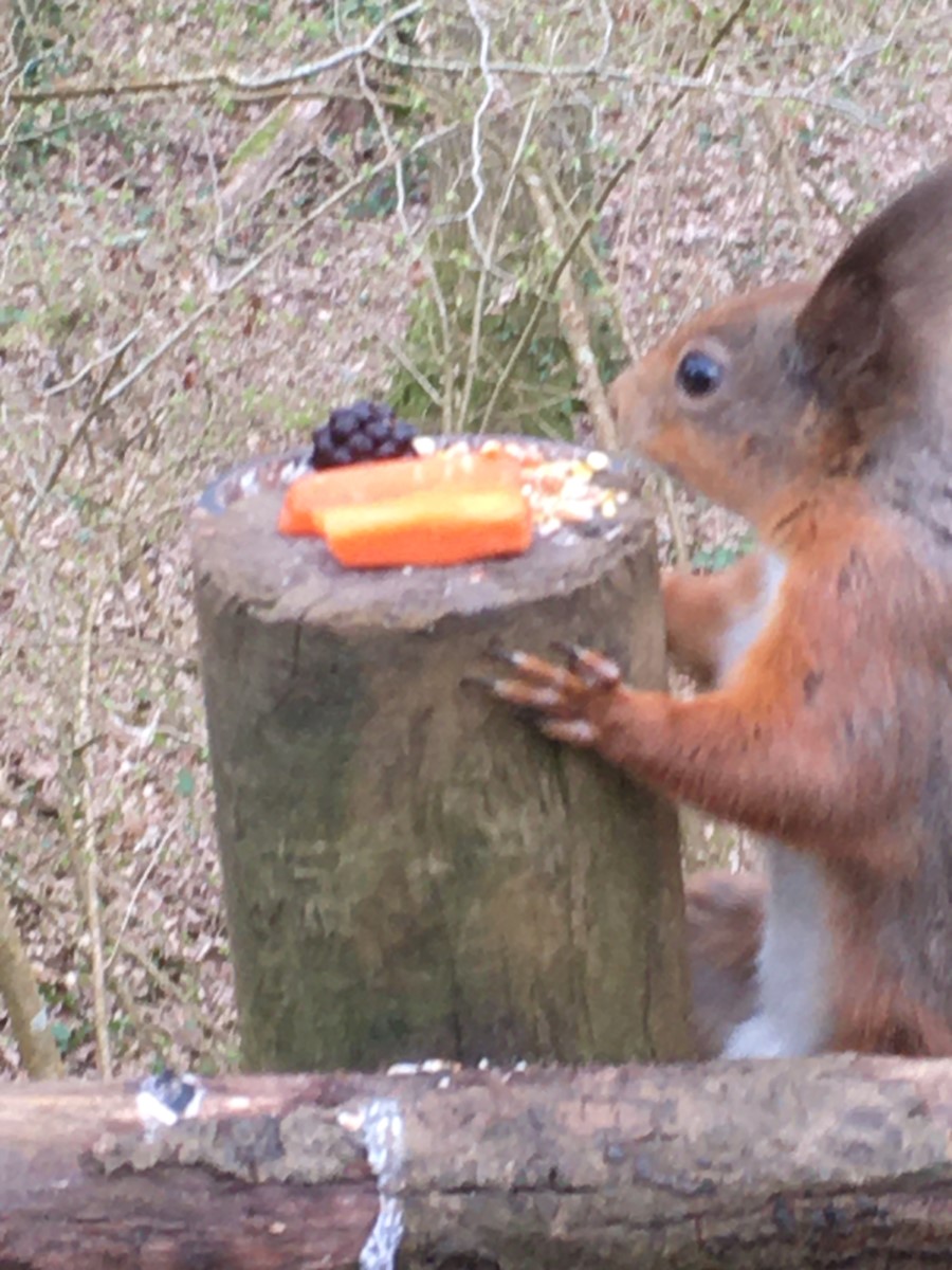 Tufty's Treats! Alverstone ~ Photo Credit Helen Watson