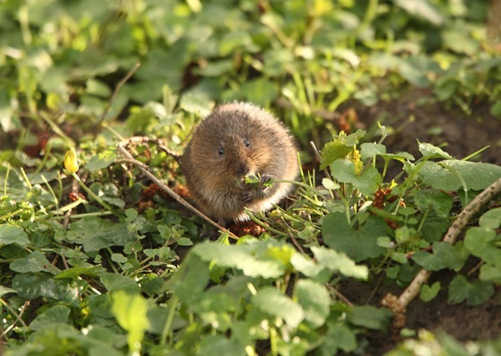 VOLUNTEERS SOUGHT TO ‘SPOT THE VOLES’ AS SURVEY TAKES PLACE ACROSS THE SOUTH