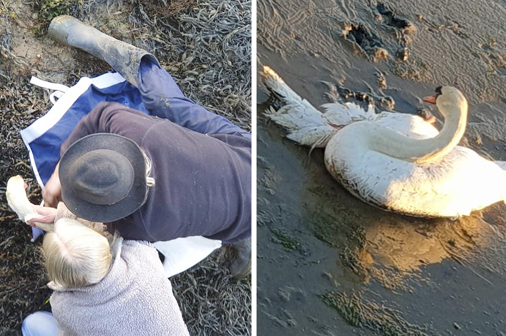 “SHAME ON YOU ALL” – ISLANDER CRITICISES VETS WHO REFUSED TO HELP INJURED SWAN