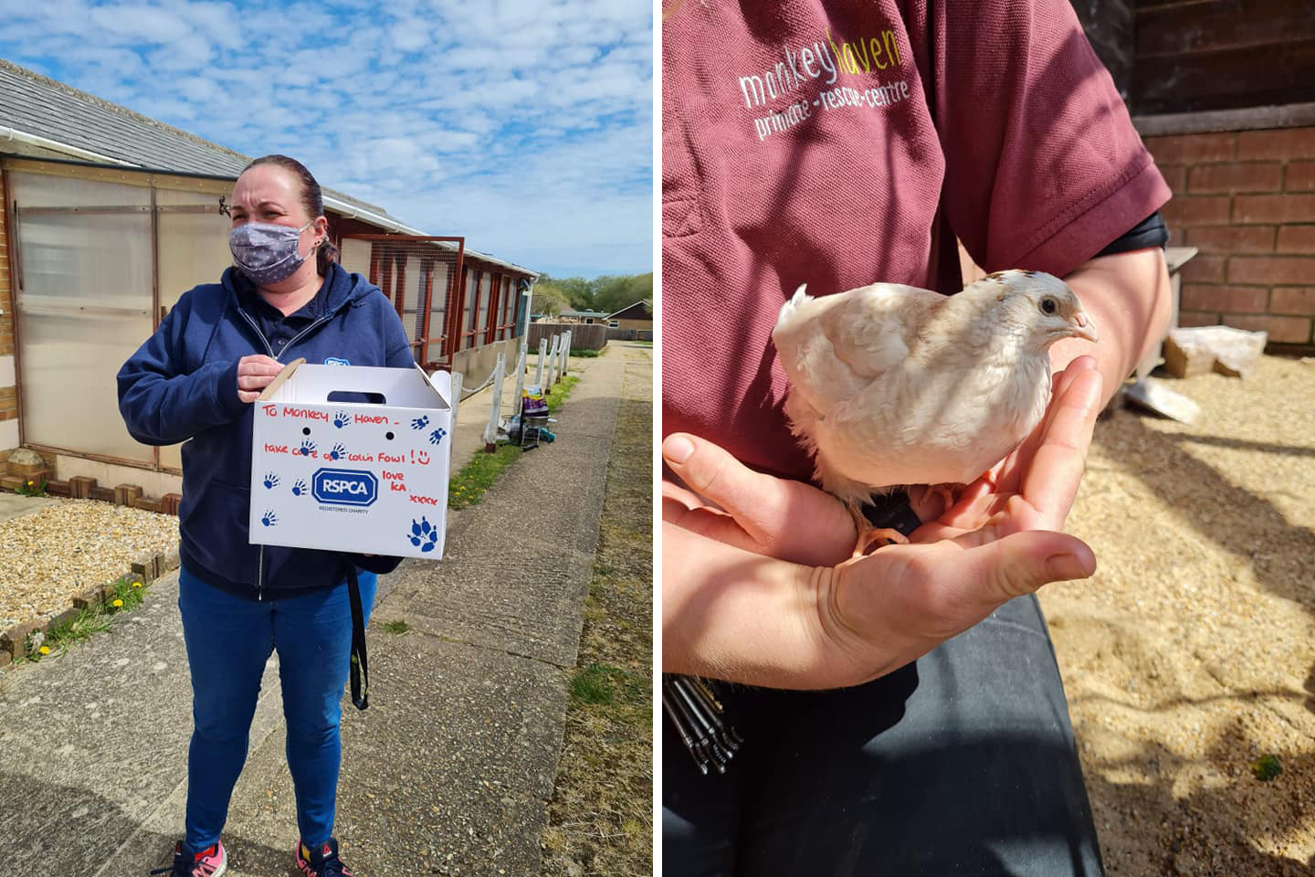 COLIN THE QUAIL’S LUCKY LANDING SEES HIM SURVIVE FALL FROM THE SKY