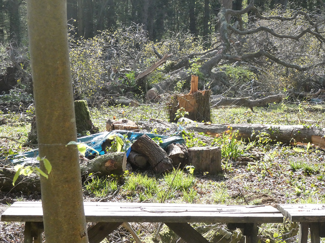 CRANMORE COPSE ‘DEVASTATION’ TO BE INVESTIGATED BY FORESTRY COMMISSION