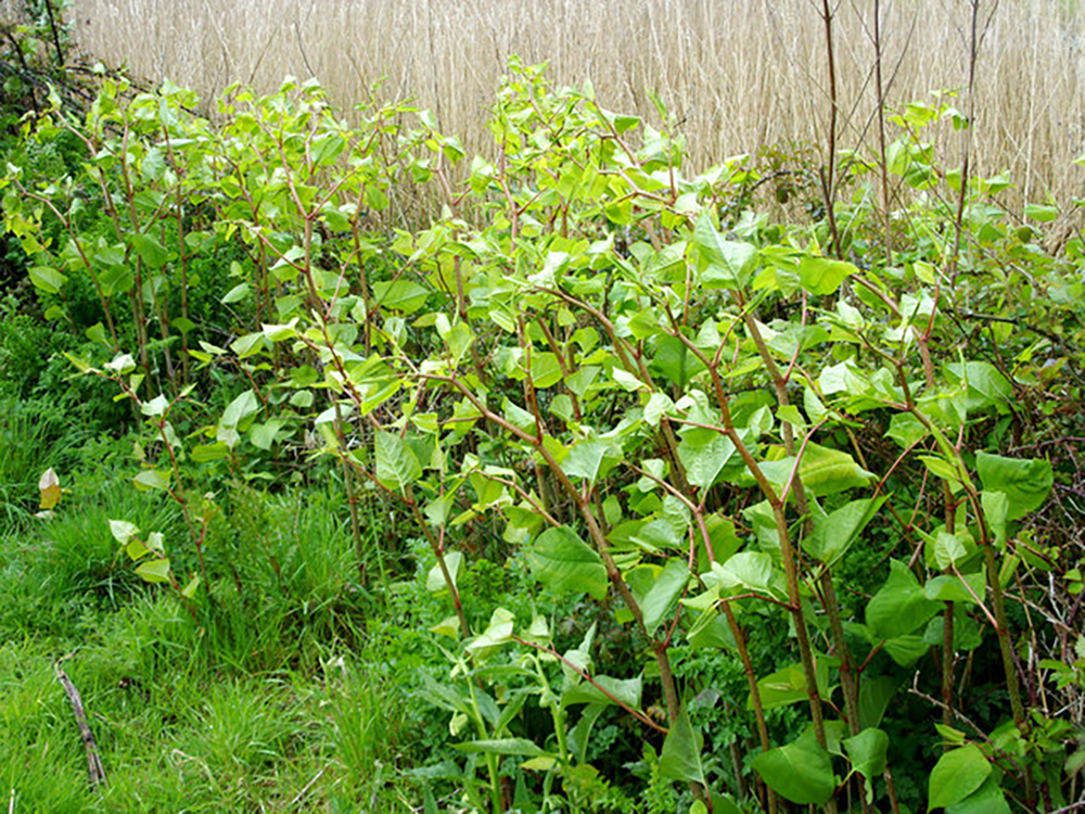 SHANKLIN MARKED AS MOST AFFECTED BY JAPANESE KNOTWEED INFESTATIONS