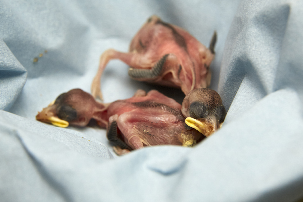 RSPCA BRACED FOR FLOOD OF ORPHANED, SICK AND INJURED BABY BIRDS THIS SPRING