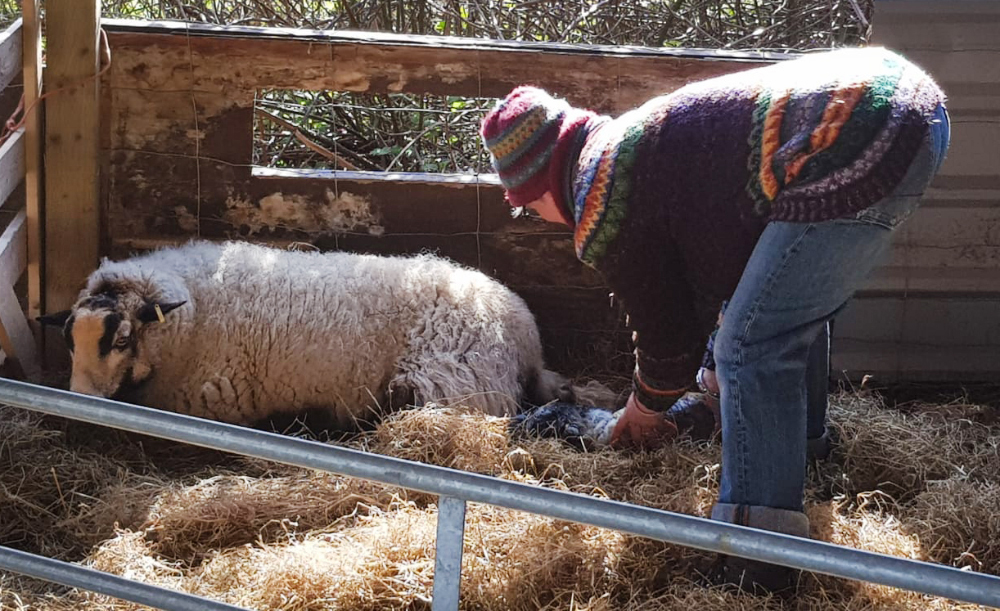 VICAR’S FLOCK INCLUDES REAL SHEEP AS PART OF ENVRIONMENTALLY-FRIENDLY APPROACH