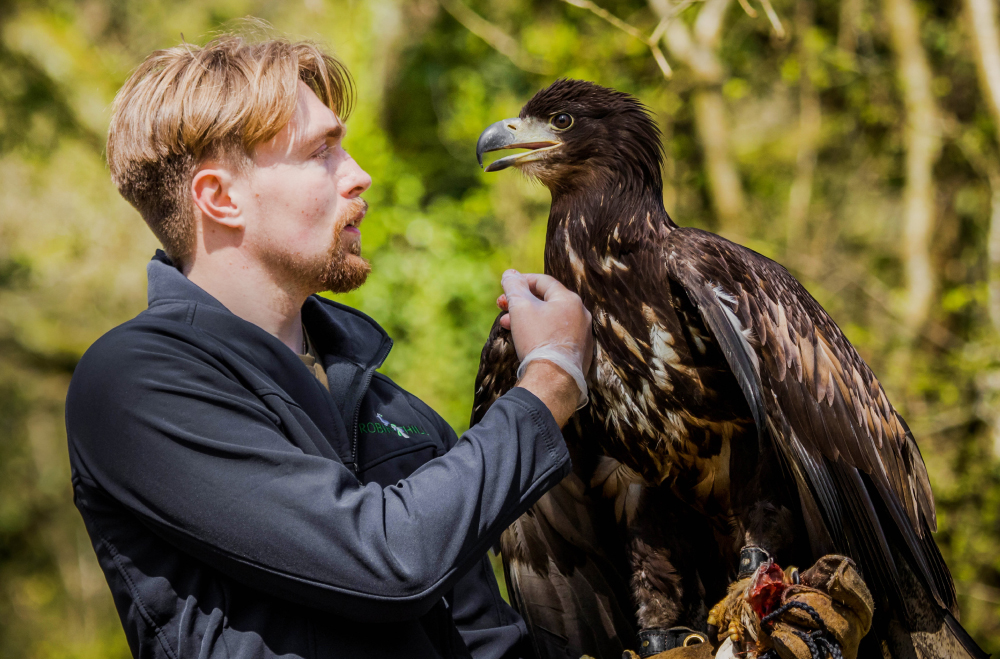 THE EAGLE HAS LANDED: RARE BABY EAGLE ARRIVES AT ROBIN HILL