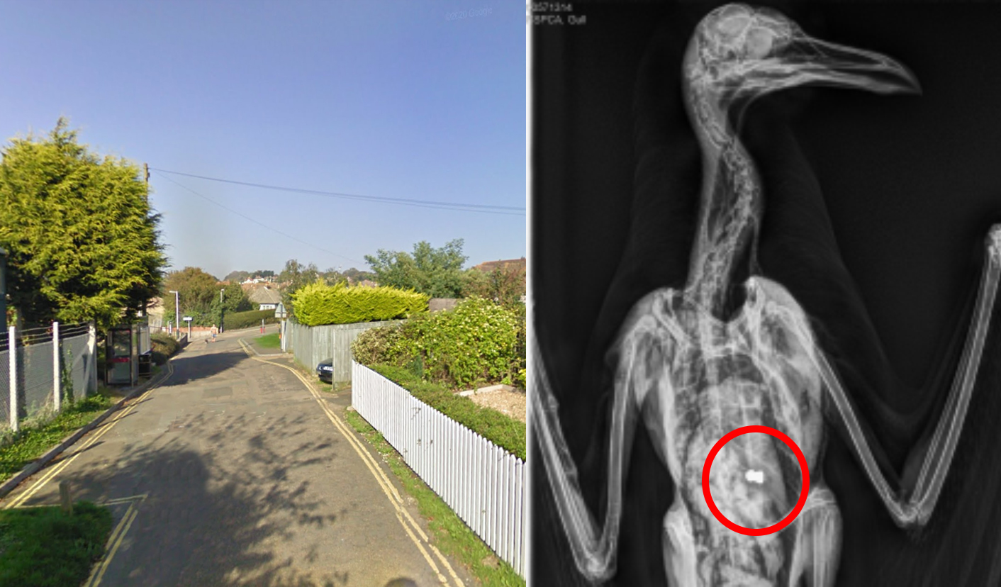 GULL SHOT AND KILLED BY AIR WEAPON ON THE ISLE OF WIGHT