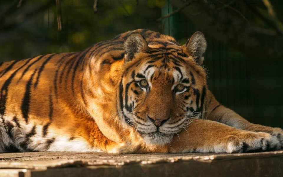 WILDHEART SANCTUARY SAYS GOODBYE TO GIRONA THE TIGER