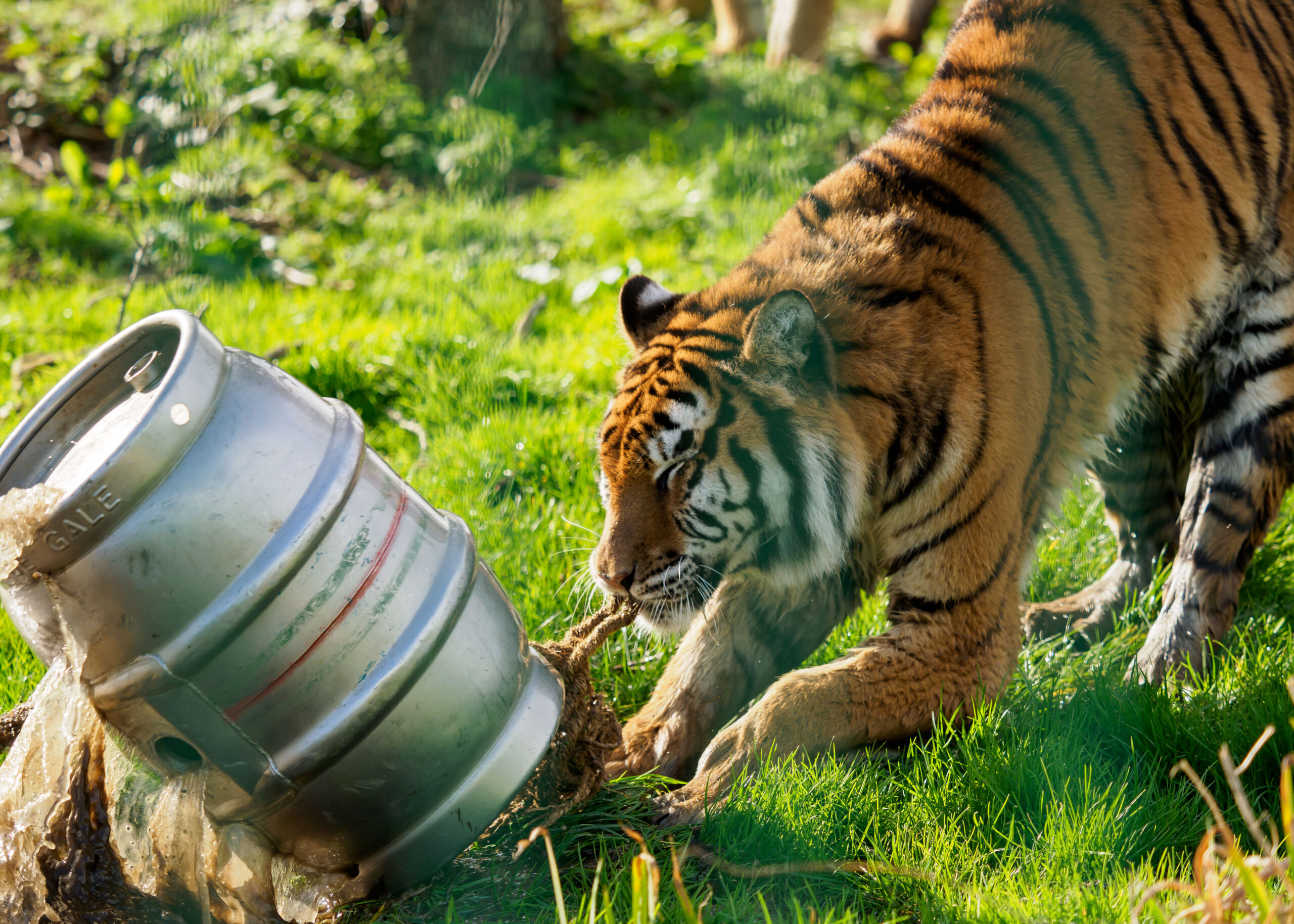 THE HUNT IS ON FOR A NEW TIGER TOY MAKER AT THE WILDHEART SANCTUARY