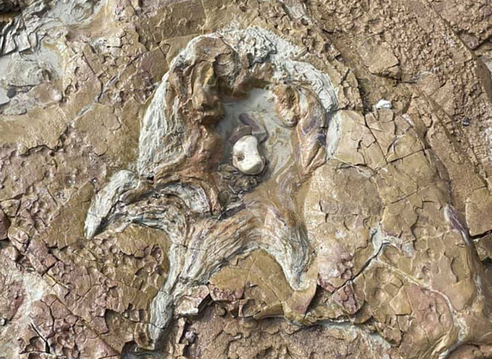 DINOSAUR FOOTPRINT UNCOVERED ON BEACH IN YAVERLAND