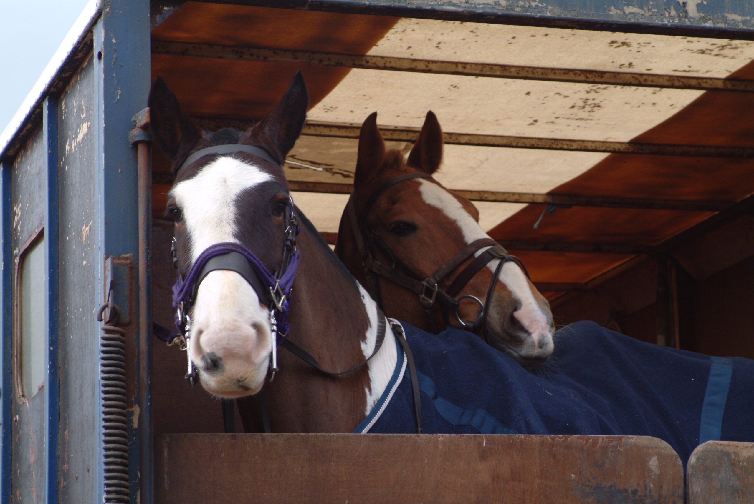 HORSE OWNERS ON THE ISLAND MAY NOT NEED TO PAY TO TRAVEL IN CLEAN AIR ZONE