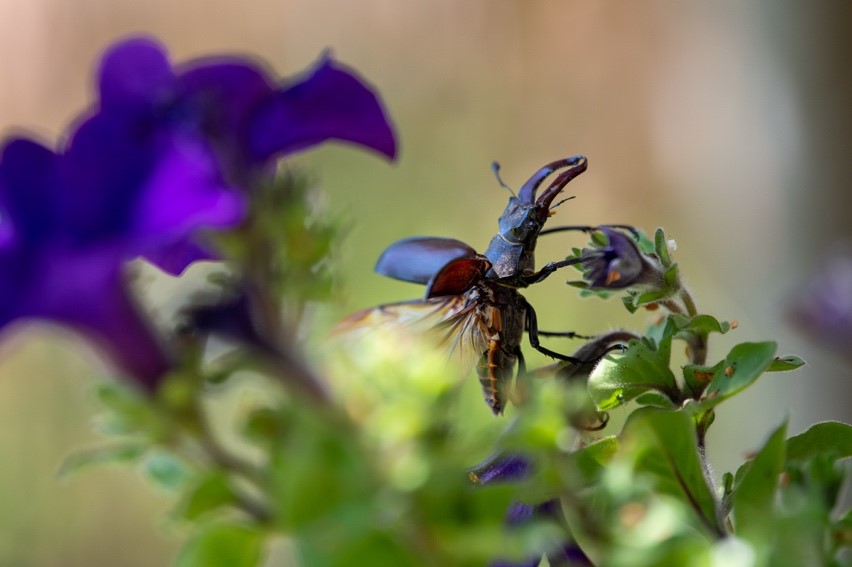 ISLANDERS ASKED TO CREATE HABITATS FOR ENDANGERED BEETLES AS NEW SURVEY LAUNCHED