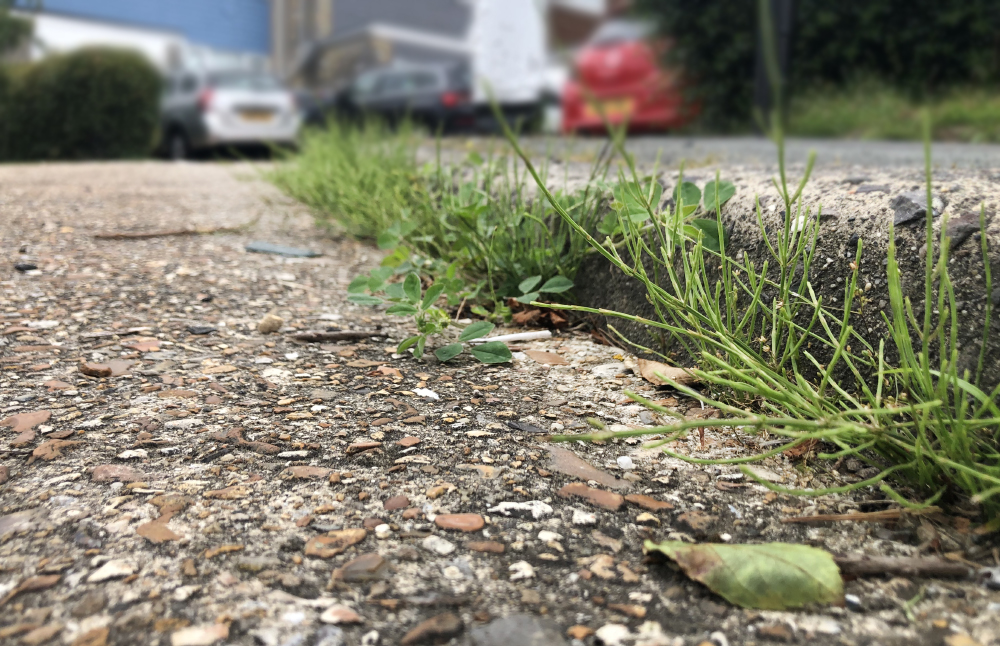 WEEDS GLORIOUS WEEDS! ISLAND RESIDENTS NOT HAPPY AFTER QUAD BIKES GIVEN THE BOOT