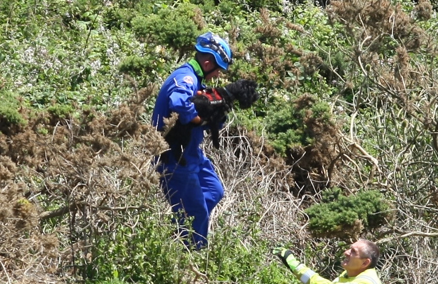 DOG LOST IN UNDERGROWTH ON CLIFF EDGE RESCUED BY COASTGUARD
