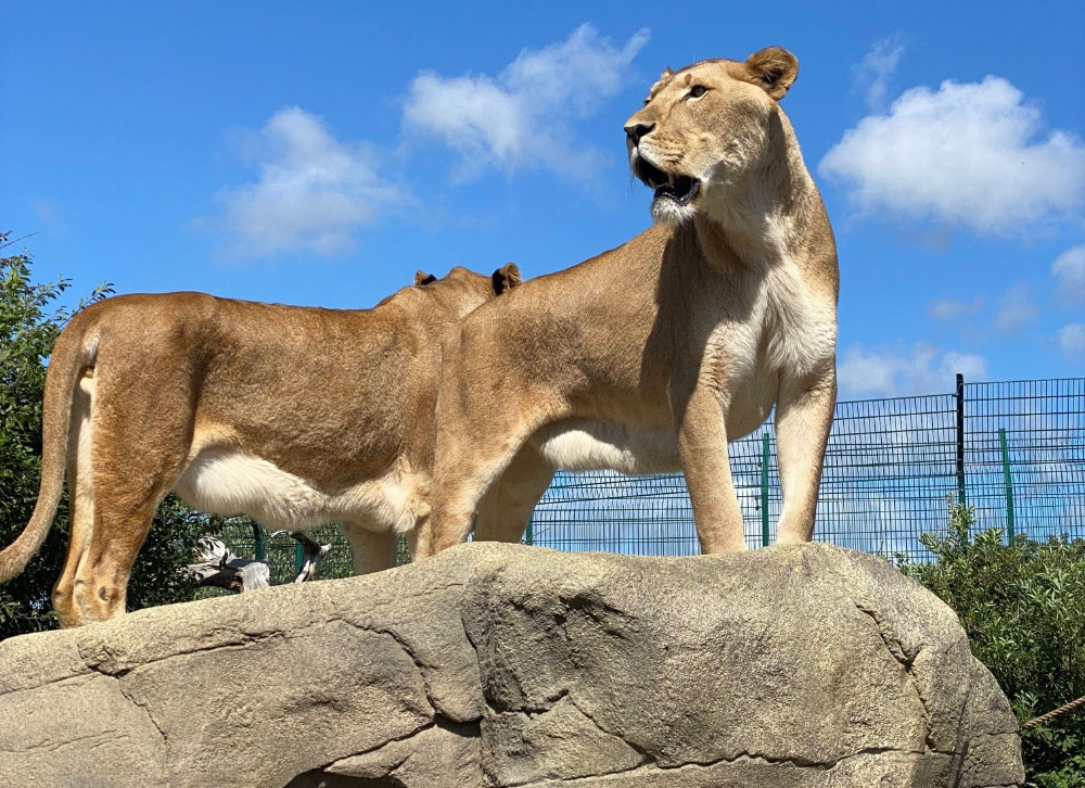 KUMBA AND VIGO’S NEW ICONIC ROCK IS COMPLETE!