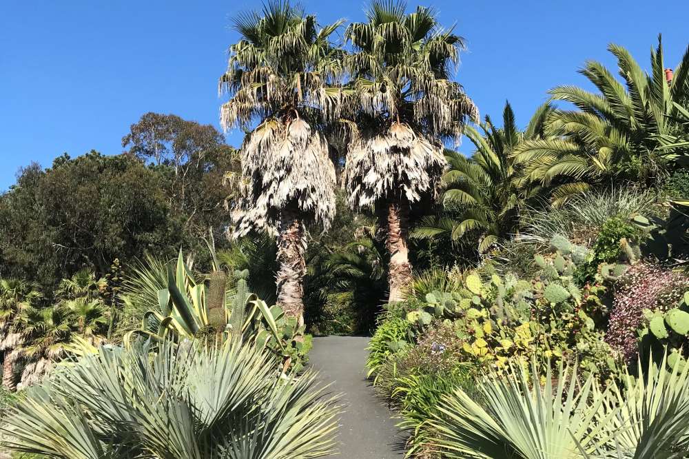 VENTNOR BOTANIC GARDEN’S PALM TREE COLLECTION AWARDED NATIONAL STATUS