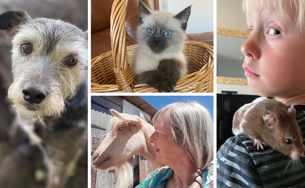 ISLAND’S BEST PETS RECOGNISED AT RSPCA VIRTUAL PET SHOW