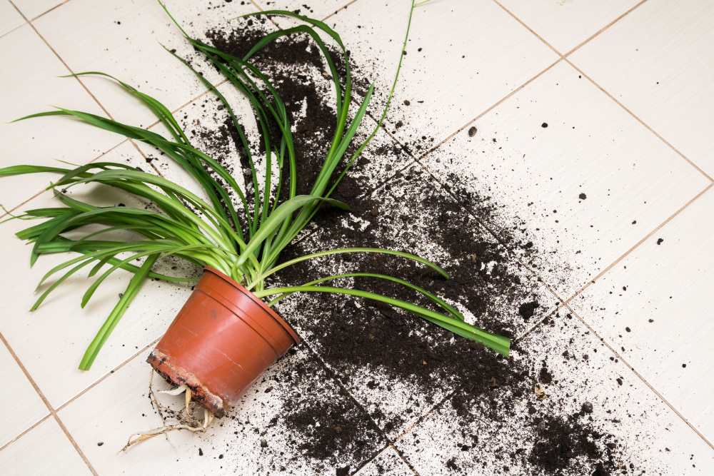 VICTIM FELL OVER PLANTPOT AFTER ‘HAYMAKER’ PUNCH