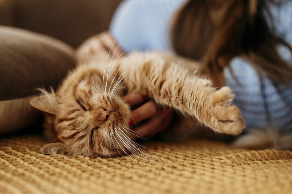 OWNERS OF LOST PETS TARGETED IN LATEST SCAM WARNS LOCAL AUTHORITY