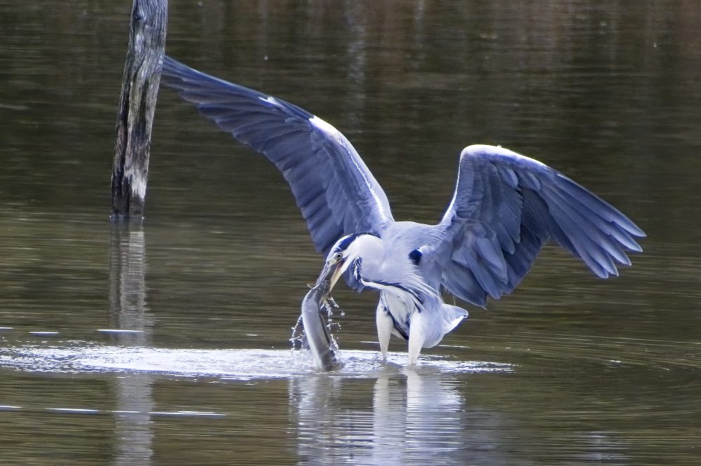 Heron Lead Image