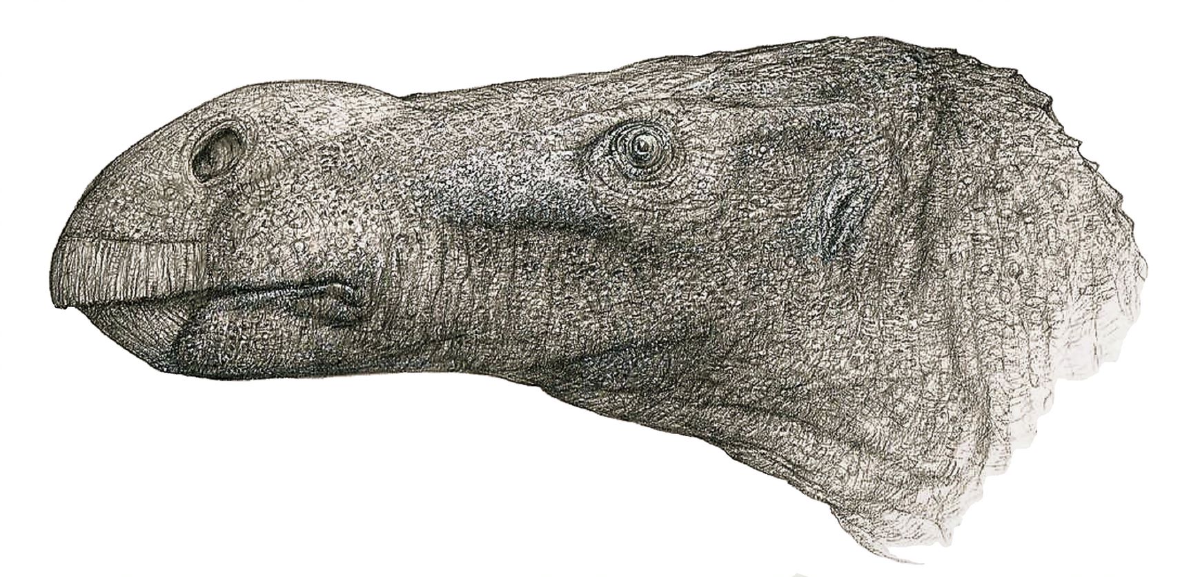 NEW ISLE OF WIGHT DINOSAUR THAT USED BULBOUS NOSE AS A SEXUAL SIGNAL DISCOVERED