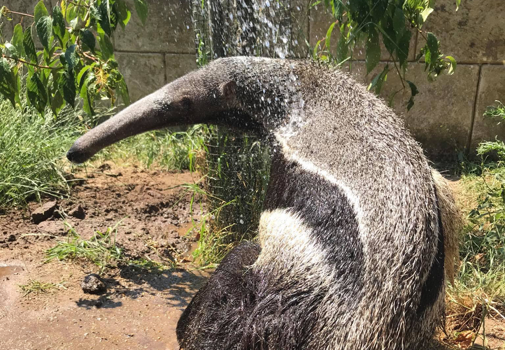 AMAZON WORLD SAYS GOODBYE TO ERNST THE GIANT ANTEATER