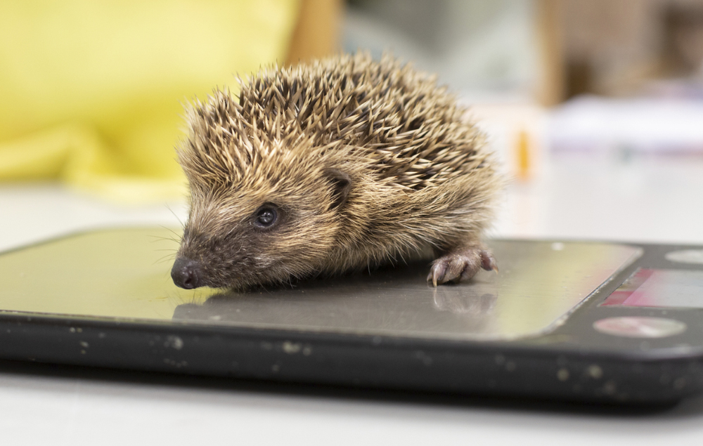 Hedgehog On Scales Rspca