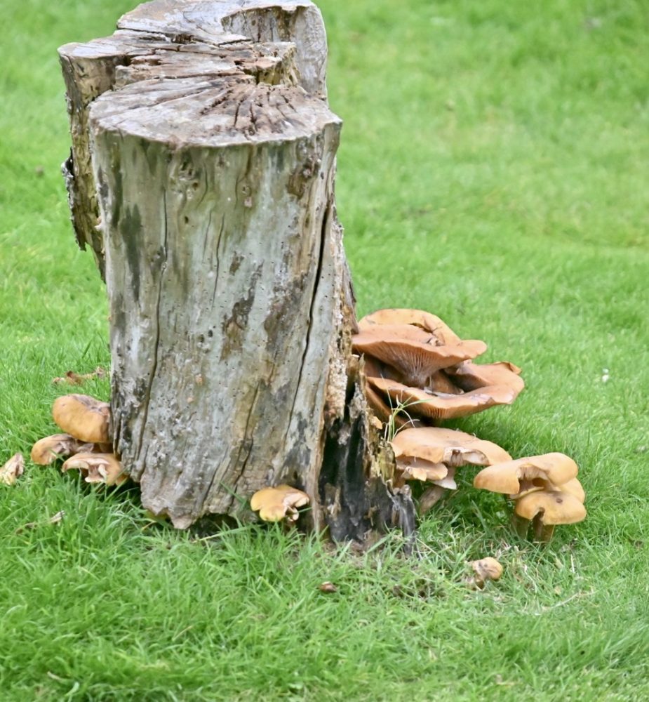 Image1